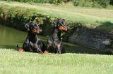 DOBERMANN 108